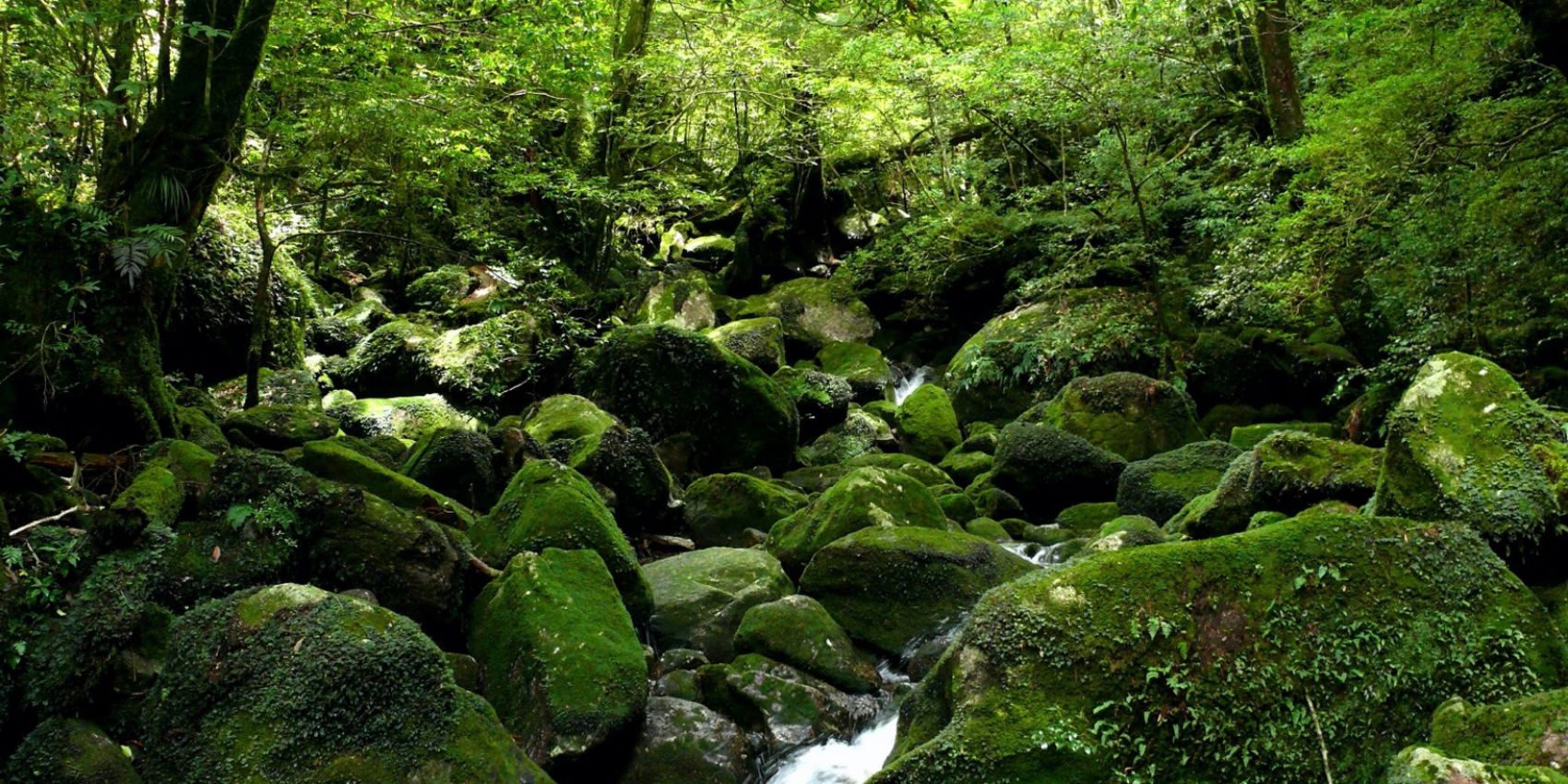 Yakushima - The Mystical Island